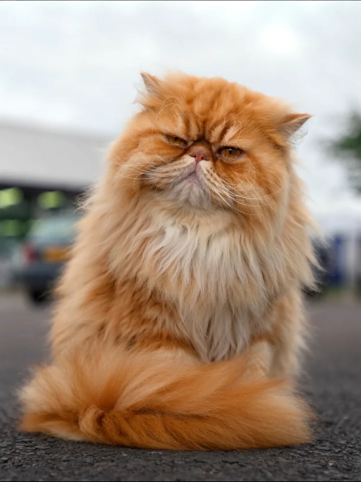 Marmalade, Closer at Every Chair Motors